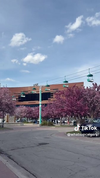 Spring flower trees (crab apple trees) are in full bloom at the Calgary Stampede. Look at these beauties. 🌸 #yyc #yyccalgary #yyctiktok #calgary_yyc