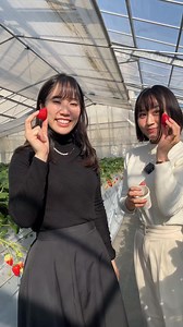 Experience the magic of Japan this winter with DIRECT flights from Singapore to Narita with AirJapan! 🇸🇬✈️🇯🇵 From snow-covered landscapes and serene hot springs to vibrant Tokyo cityscapes, Japan offers a perfect blend of adventure and tranquillity. Book your flight today and discover the beauty of Japan in its most enchanting season. Your winter escape awaits! At AirJapan, we give you the freedom to personalize your journey with us: ✓ 3 fare plans: Simple, Standard or Selected ✓ Select your