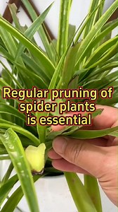 Pruning tips for indoor plants #indoorplants #spiderplant #plantcare #gardeninspiration #gardening #IndoorGardening | Gardening & Landscape Ideas
