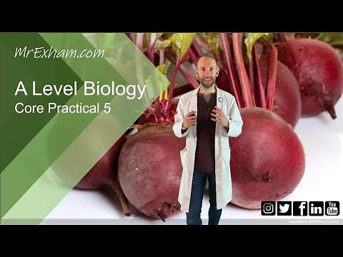 Core Practical 5 - A Level Biology
