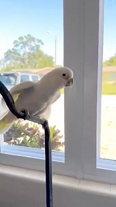 Happy Sunday everyone!! Angel is enjoying her day by dancing in front of the window. She’s got some great moves!! | Florida Parrot Rescue