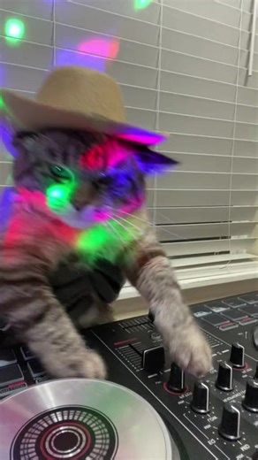 Living his best life playing cat-chy tunes 😸 | Future House Music