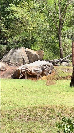 First Time At The NC Zoo #zoo
