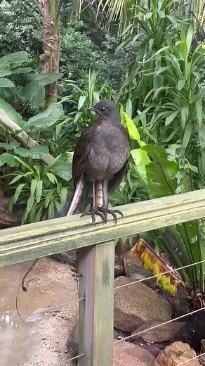 Discover the Amazing Mimicry Talents of the Lyrebird