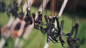 Close Up of crow's feet as a weapon in the Middle Ages
