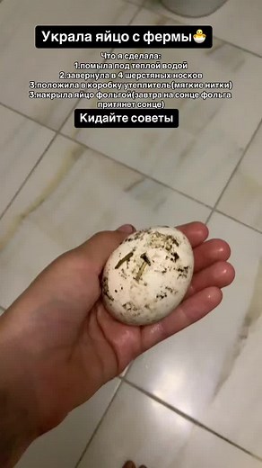 Это может цепленок,гусенок,утенок