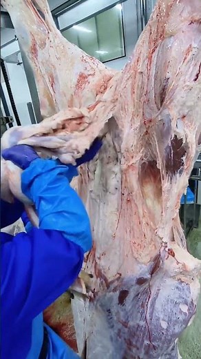 Modern cattle slaughtering assembly line