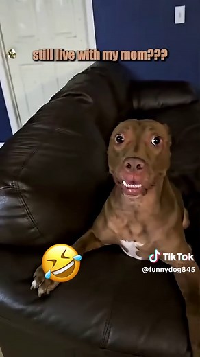 Funny Cat & Dog Voiceover | Pet TikTok Compilation