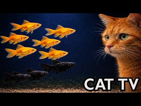 🔴 Live Cat TV Aquarium 🐟 Real Fish for Cats to Watch