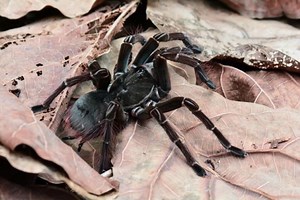VIDEO: B.C. man manages to film large tarantula shedding exoskeleton