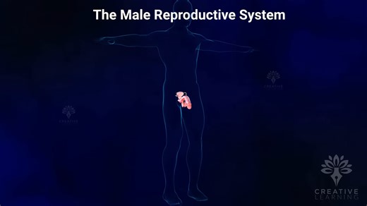 Unit 3 Week 8: vid1-Male Reproduction