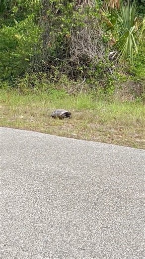 🐢 Peaceful Gopher Tortoise Walk in Florida