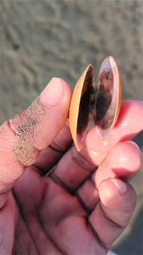 Seashell at the beach #seashell #collectingseashells #shellcollector #shorts