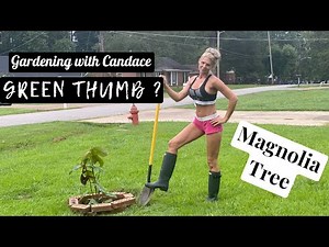 Gardening with me! Green Thumb? Transplant a Magnolia