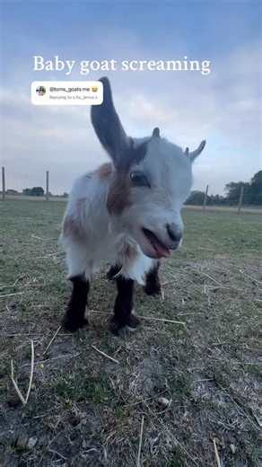 Tom’s Goats on Instagram: "Helen lost her voice half way through but here is the goat screaming compilation #goat #pet #funnyanimals #viral #following"