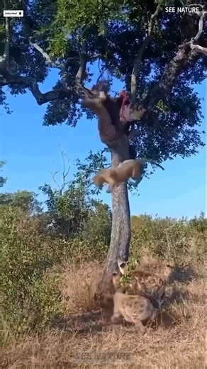 The Ultimate Predator Family: Unmasking the Felidae 👁️#wildlife #animals #viral#part2#leopard#shorts