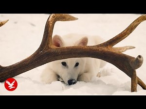 Meet the first dire wolf in 10,000 years as scientists bring species ‘back from extinction’