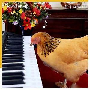 463K views · 7.3K reactions | How talented is this chicken! | Try Not to Laugh | Facebook