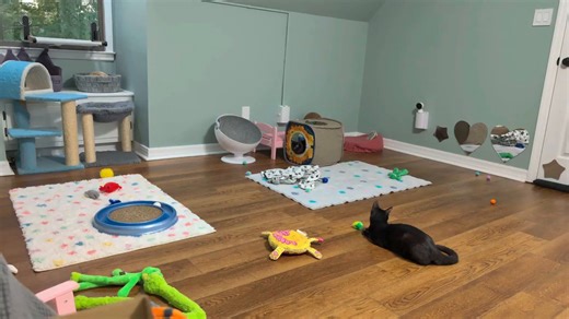 18K views · 2.2K reactions | I think we can agree that Sydney's favorite move is the arch-up-and-skitter (well, mostly the arch up. Though she likes a good sideways hop, too.) In this video (near the end), Jeff stands up to her, and when he walks away it's the proud "I told HER!" walk. | Love & Hisses | Facebook