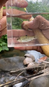 2.6M views · 26K reactions | Bait pump dari bahan bonggol jagung #microfishing | Tegar Andri Saputra | Facebook