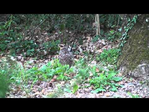 La poule faisane