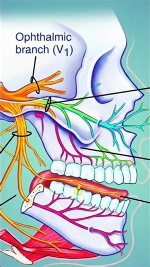 Trigeminal Nerve Anatomy Explained (V1, V2, V3) | Facial Nerve Branches Diagram