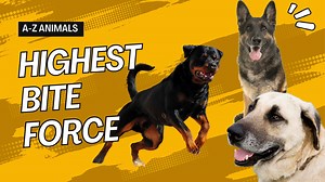 The 10 Dogs With The Highest Bite Force - Are They Safe Pets?