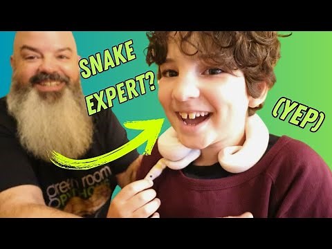 How To Set Up A Ball Python Cage