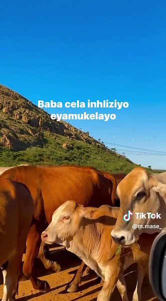 Discover 'Umcebo' by Sjava: A South African Music Journey