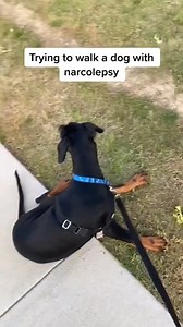 90K views · 2.5K reactions | This is Rauch! He's a rescue, has narcolepsy and is absolutely unstoppable  Narcoleptic pups will fall asleep often while out about doing something they find very exciting and then, moments later, wake up abruptly.  For more health and wellness tips head on over to @bark.bright on IG  : ruachthenarcodobbie on TikTok! #superchewer | Super Chewer BarkBox | Facebook