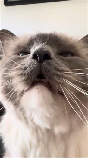 How to get the motor going *sound up* | Loves a brush | Astro the Ragdoll