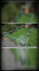 14 reactions · 13 shares | How to raise native chickens without worrying the neighborhood. Sunday Tips. Ctto: KUSINA ni SARA by Kasingkasing Bol-anon Movement | The Bohol Monitor | Facebook