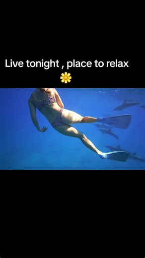 Relaxing Dolphin Experiences: Nature's Serenity