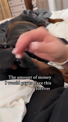 Premier Doberman: The Bestest Dog Ever