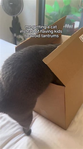 3.7K views · 35K reactions | the only tantrum I enjoy . follow for more funny and cute cat content . . #meow #cats #instacat #instalike #catreels #catmemes #explorepage #tantrum #britishshorthair #cute | Honchu The Blue Brit | Facebook