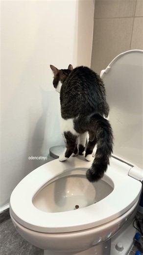 My cat uses the human toilet every day #猫 #funnycat #funnyanimals #猫 #cat