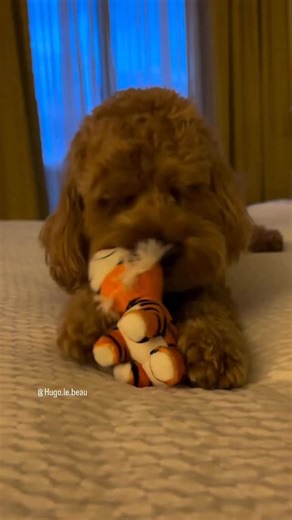 18K views · 2.5K reactions | Those happy grrrrs 凉 Play growling is a...