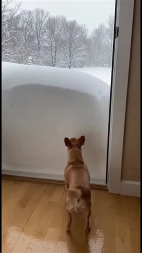 Perro vs. Nieve: ¿Quién Gana? ¡Mira el intento hilarante del perro de conquistar un muro de nieve! #fblifestyle #AI Generated using Kling AI . . . (Sólo con fines de entretenimiento. Consulte a profesionales si se presentan orientaciones sobre actividades. Si se muestra alguna marca, no implica ninguna afiliación. Si se inspiran en hechos reales, pueden incluirse adaptaciones creativas. El contenido puede incluir imágenes públicas.) | Amo a los animales