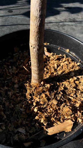 1.2K views · 25 reactions |  COROSSOLIER – Le roi des fruits...