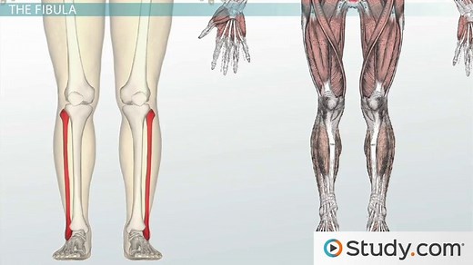 Leg Bones | Anatomy & Function