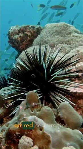 Some sea urchin species can live to be over 200 years old!