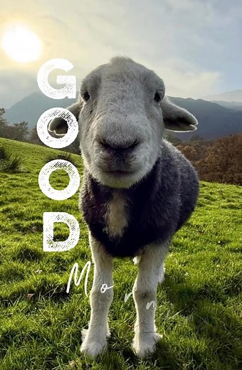 Herdwick Experience at Yew Tree Farm on Reels