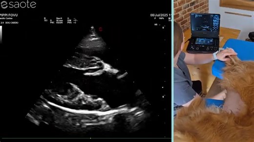 The MyLab™ Heron is here—and it’s transforming how veterinary...