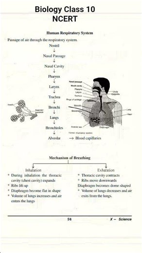 NCERT NOTES CLASS 10 Biology Chapter 6 Life Processes. These notes can better score for your exam