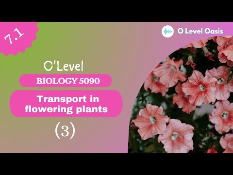 ‎Root Absorption | O Level Biology 5090 | Chapter 7 | Transport in flowering plants | Unit 7.1‎