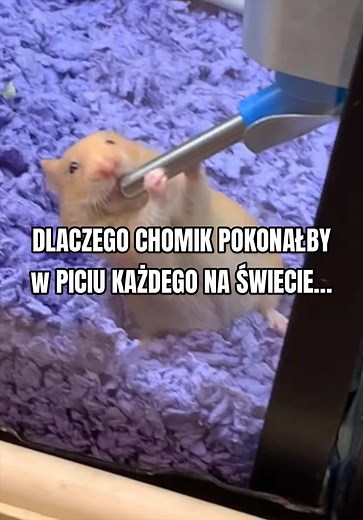 Chomiki vs. Alkohol: Czy mają najmocniejszą głowę?