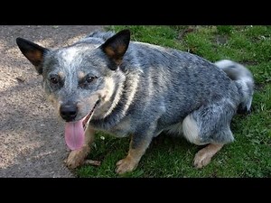 What is a Texas Heeler? The Dog You NEED to Know About! 🐶⭐