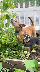 Don’t let the female gremlin fool you with her tiny size and cute face, she’s got the strength (and temperament) of a bucking bull 🫛🚩 | Lu-Seal Manor