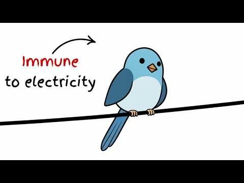 Why Don’t Birds Get Electrocuted?