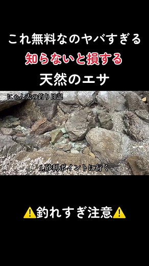 ゴロタ場で天然ジャリメ採取してきた これ無料で取れるの普通に強すぎる… 釣果も変わるからマジでおすすめ 場所やコツ知りたい人はコメントして👍#釣り #fishing #フィッシング #無料
